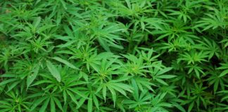 Medical Marijuana News