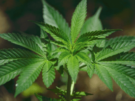 Marijuana Stock News