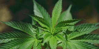 Marijuana Stock News