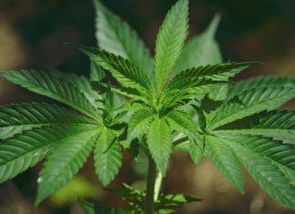 Marijuana Stock News
